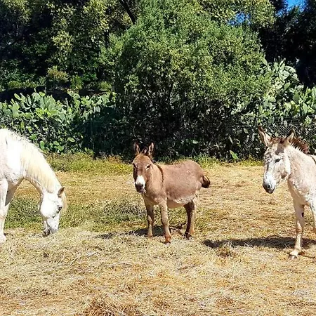 Vakantieboerderij Ferme De Chiuni *