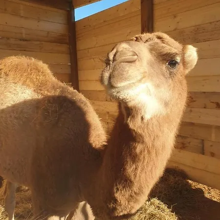 Vakantieboerderij Ferme De Chiuni *