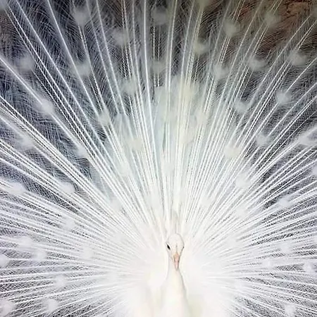 Vakantieboerderij Ferme De Chiuni