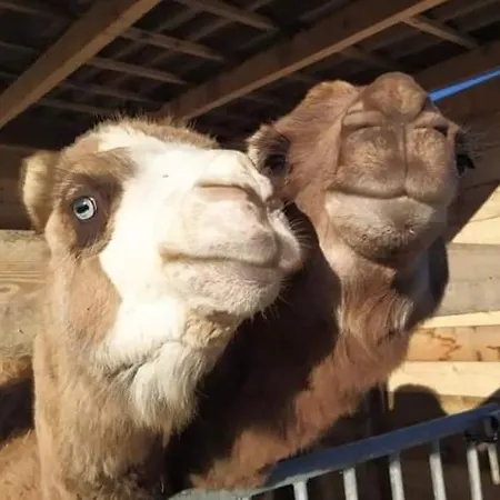 Ferme De Chiuni * Cargèse