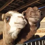 Ferme De Chiuni * 卡尔热斯