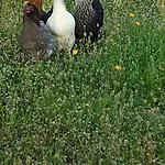 Ferme De Chiuni Cargese
