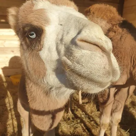 בית חווה Ferme De Chiuni *