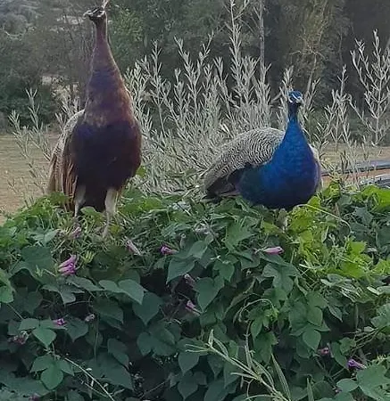 Ferme De Chiuni בית חווה