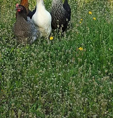 Ferme De Chiuni Cargese