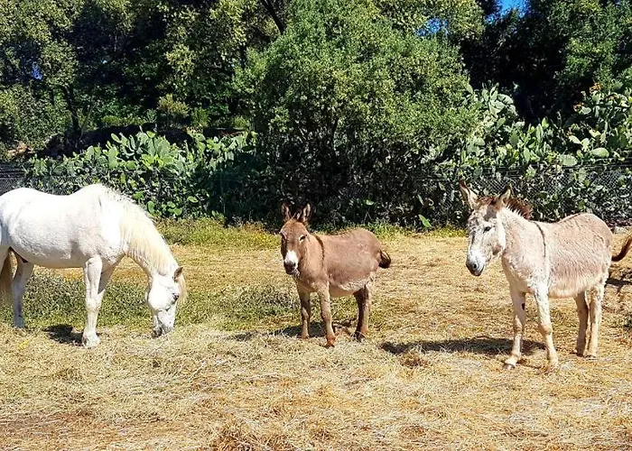 Фермерский дом Ferme De Chiuni *