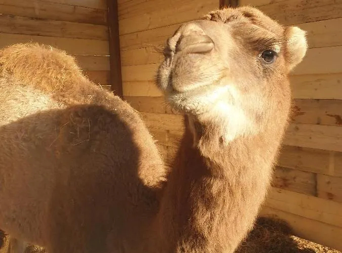 ファームステイ Ferme De Chiuni *