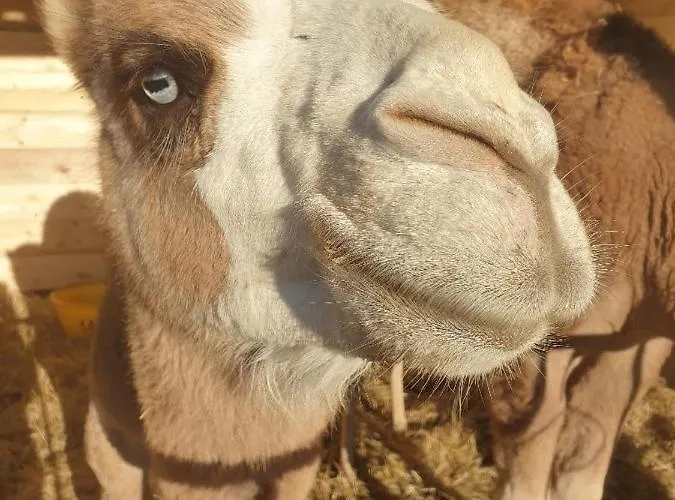 مزرعة للإقامة Ferme De Chiuni *