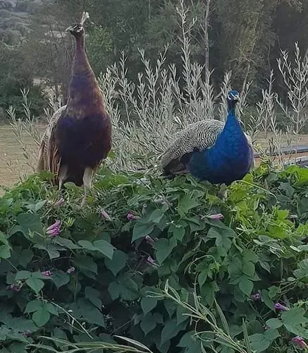 Ferme De Chiuni ファームステイ