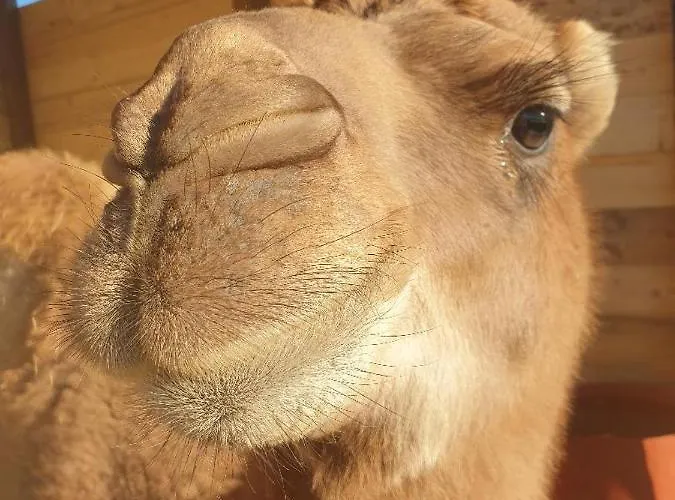 Ferme De Chiuni カルジェーズ