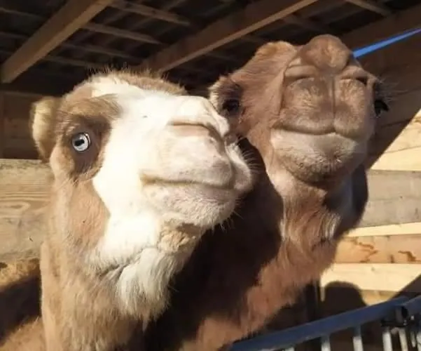 Ferme De Chiuni * カルジェーズ