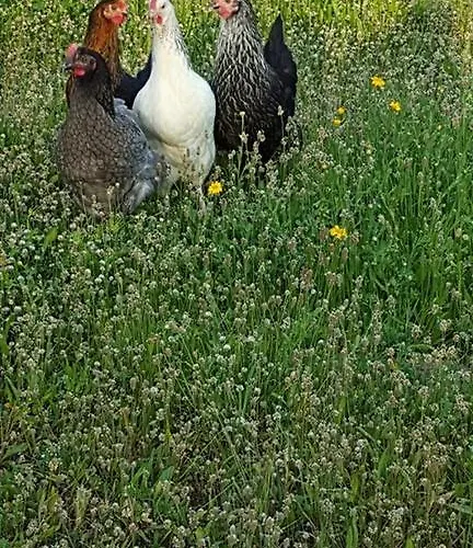 Ferme De Chiuni カルジェーズ